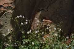 Aquilegia moorcroftiana